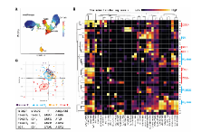 干濕結合分析免疫相關不良事件發生機制