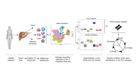 SXR202206019C+scRNA-seq、snRNA-seq聯合bulk RNA-seq分析思路
