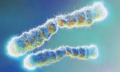 用端粒酶如何發表7分+的文章