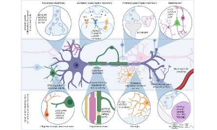 AD專題2：速來！！！單細胞研究干貨總結，建議收藏~