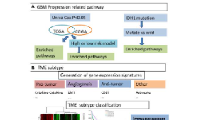 SXR202302038C +轉錄組與scRNA結合的免疫抑制微環境研究，邏輯清晰可復現~