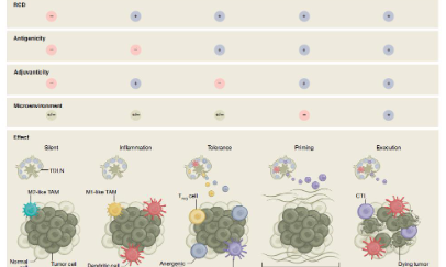細胞死亡又一熱點來襲：免疫原性細胞死亡