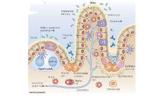 分泌細胞的再分類揭示了結腸腺癌患者的免疫治療差異