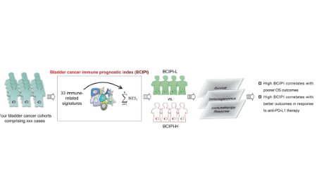 瘤內微環境對預后和免疫治療的影響