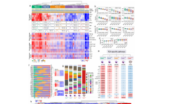 免疫學頂刊告訴你：T細胞耗竭值得深挖