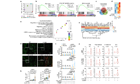 SXR202211010C+干擾素刺激因子（STING）熱點再出高分文章