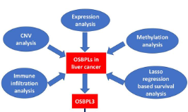 OSBPL家族基因在肝癌中的表達、免疫浸潤、預后及實驗驗證