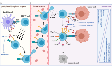 腫瘤微環境中的新秀：CXCL13+ T細胞
