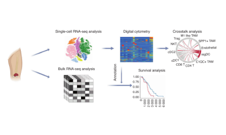 單細(xì)胞水平的腫瘤微環(huán)境研究，扎扎實實13分~