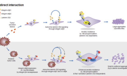 劇透！失巢凋亡已經有生信文章被接受了！