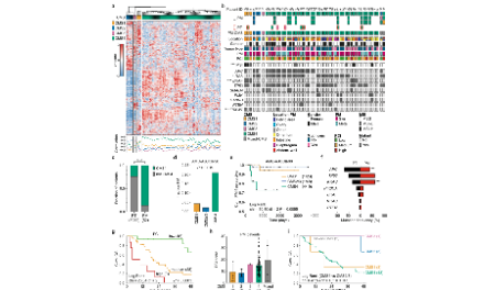 結直腸癌腹膜轉移的分子特征
