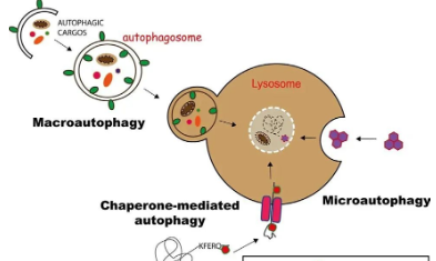 細胞自噬：純生信思路福利大放送