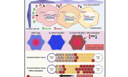 爆火的“空間轉錄組”，到底怎么用？