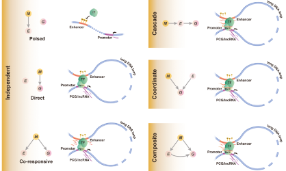 SXR202206029C+人類癌癥中增強子甲基化與轉錄因子調控的極限拉扯