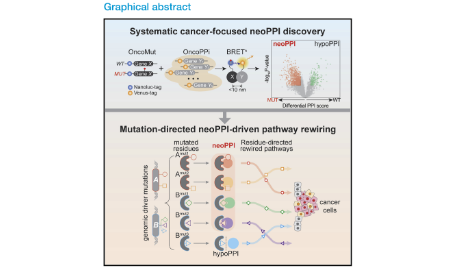 SXR202205033C-橘子-系統(tǒng)性地發(fā)現(xiàn)與驗(yàn)證癌癥中突變導(dǎo)致的新蛋白質(zhì)-蛋白質(zhì)相互作用