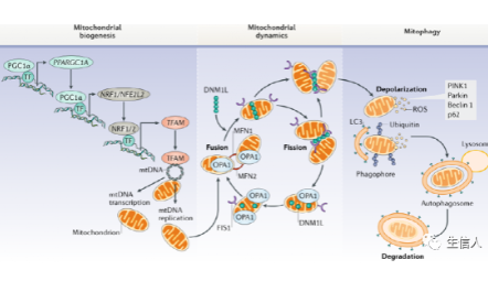 一文知曉線粒體質量控制如何生信