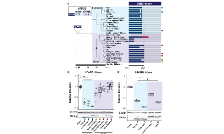 SXR202211001C-哈哈-內源性逆轉錄病毒知多少？