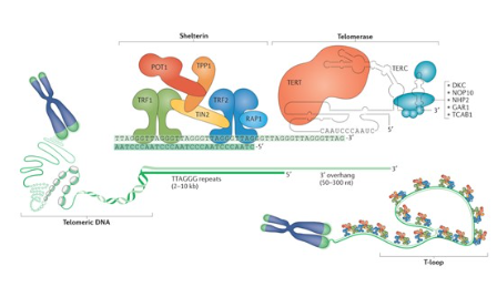端粒也能發(fā)純生信文章？