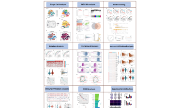 SXR2023030019C-ClearLove-一學就會的6分生信分析模板范文