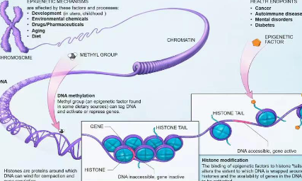 復(fù)雜疾病的新思路：甲基化還能這樣玩兒？