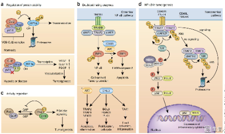 透過高分文章發現的下一個熱點——泛素化