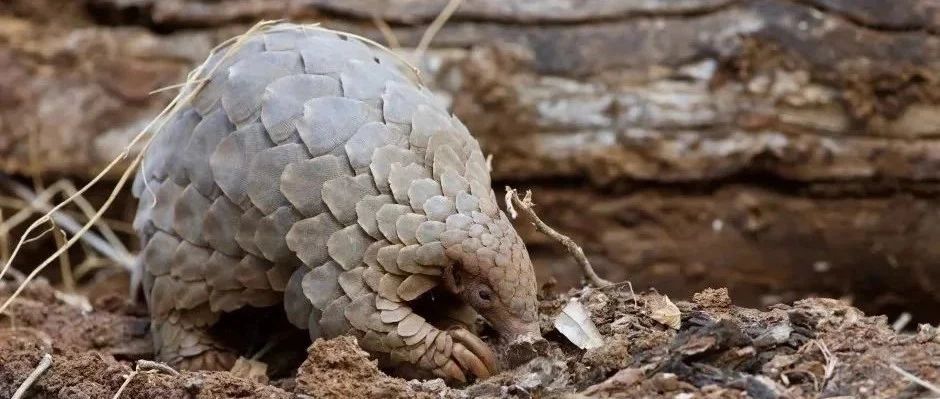 穿山甲中間宿主爭議始末