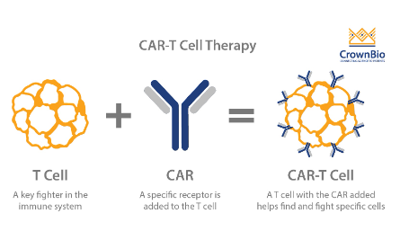 免疫治療之CAR-T的升級之路