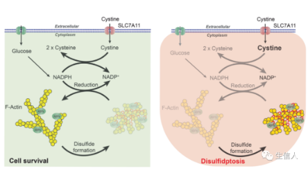 最新細胞死亡方式之雙硫死亡！快人一步生信切入點！