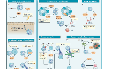 Nature重大發(fā)現(xiàn)|腫瘤相關(guān)中性粒細(xì)胞才是關(guān)鍵！