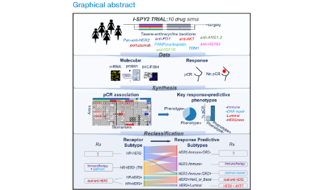 SXR202206020B -橘子-重定義乳腺癌亞型指導(dǎo)治療方式的優(yōu)先級(jí)實(shí)現(xiàn)療效最大化發(fā)Cancer Cell啦