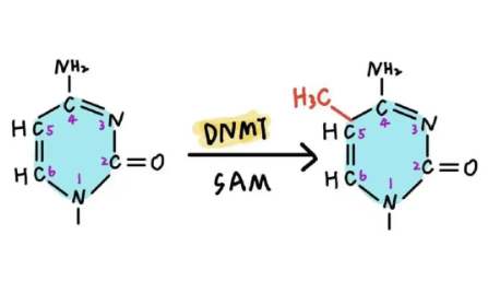 6+，不需要實驗驗證的生信研究案例解讀！
