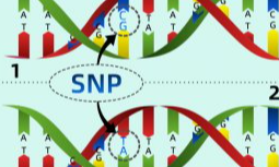 單細胞轉錄組數據也能看變異于可變剪切-scAllele簡介