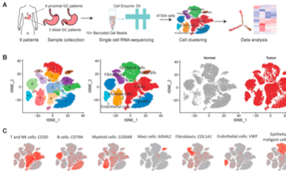 SXR202207030B+單細胞轉錄組在胃癌中的應用