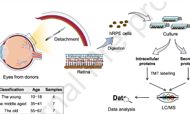 蛋白質組數(shù)據(jù)研究人類視網(wǎng)膜色素上皮細胞