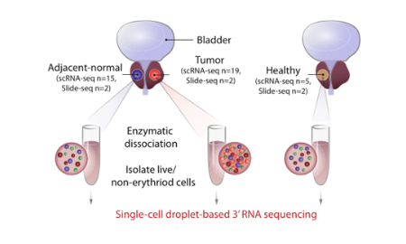 前列腺癌單細胞和空間轉錄組整合分析17+