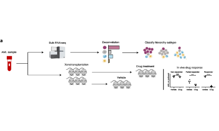 SXR202209012C+理解急性髓系白血病異質(zhì)性和預測藥物反應(yīng)的細胞層次框架