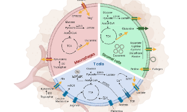 你真的了解腫瘤代謝嗎？