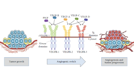 血管內皮生長因子：腫瘤生長的源泉？
