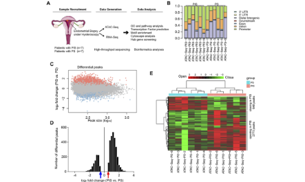 基于ATAC-seq和RNA-seq預測子宮內膜非典型增生和子宮內膜樣癌患者黃體酮不敏感的潛在模型