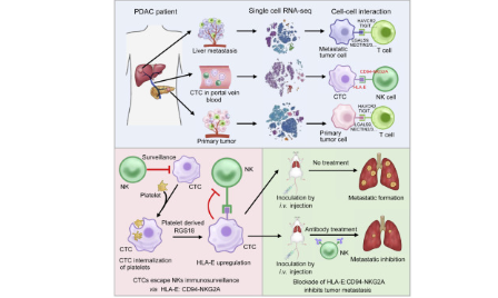 NK細胞竟然可以協助腫瘤細胞免疫逃逸！