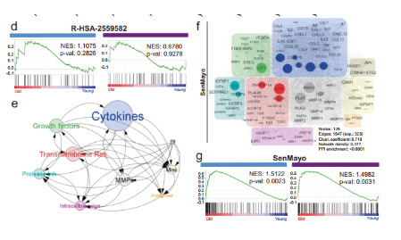 SenMayo幫你實現在單細胞水平識別衰老細胞