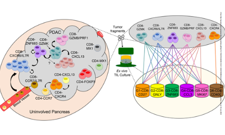 38+單細胞發育軌跡分析不來看看嘛