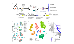 SXR2023040015C-ClearLove-T細胞耗竭依然是經久不衰的熱點
