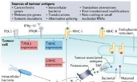 SXR202204018B_黑色素瘤的經驗教訓——免疫激活和調節機制