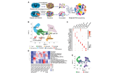 12+單細胞干濕結合案例分享