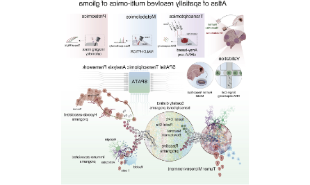 空間多組學解析膠質母細胞瘤中腫瘤-宿主的相互依賴性