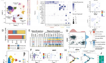 SXR202305021C - 8+bulk結合單細胞公共數據庫挖掘純生信