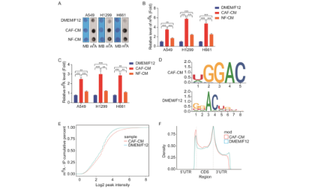 SXR202304025C+m6A與CAF